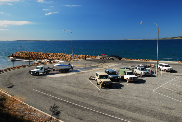 An example of a brown Siamese fighting fish. Image: Nathan Litjens